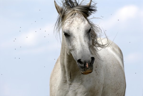 Pferd auf der Weide Insektenschutz