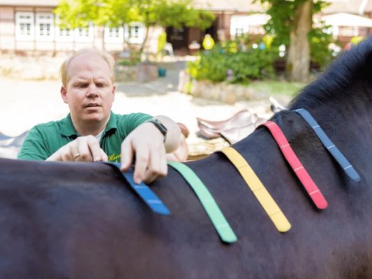 Sattel auf Pferd Tipps für den Sattelkauf